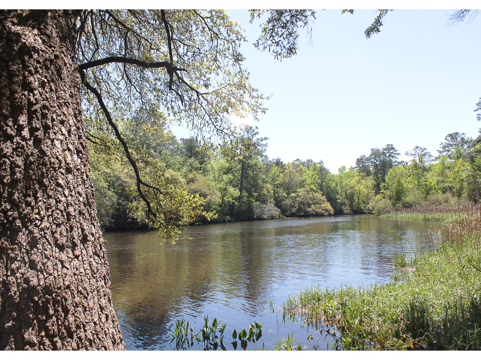 Dorchester County Lowcountry river and woods, South Carolina